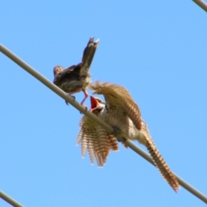 Eudynamys orientalis at Richardson, ACT - 8 Feb 2022 12:29 PM