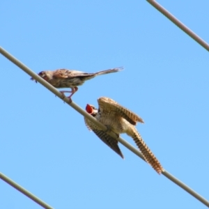 Eudynamys orientalis at Richardson, ACT - 8 Feb 2022 12:29 PM