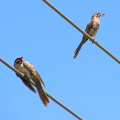 Eudynamys orientalis at Richardson, ACT - 8 Feb 2022