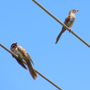 Eudynamys orientalis at Richardson, ACT - 8 Feb 2022