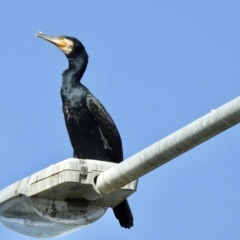 Phalacrocorax carbo (Great Cormorant) at Kiama, NSW - 7 Feb 2022 by GlossyGal