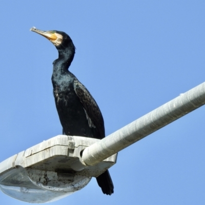 Phalacrocorax carbo (Great Cormorant) at Kiama, NSW - 7 Feb 2022 by GlossyGal