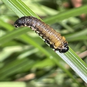 Pseudoperga sp. (genus) at Cotter River, ACT - 8 Feb 2022 10:42 AM