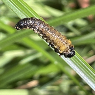 Pseudoperga sp. (genus) (Sawfly, Spitfire) at Cotter River, ACT - 8 Feb 2022 by JaneR