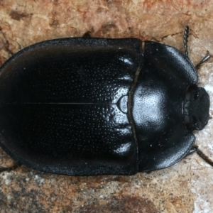 Pterohelaeus striatopunctatus at Bango, NSW - 3 Feb 2022