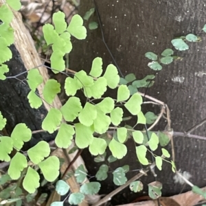 Adiantum aethiopicum at Cotter River, ACT - 8 Feb 2022