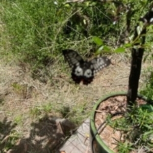 Papilio anactus at O'Connor, ACT - 8 Feb 2022