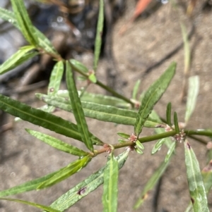 Alternanthera denticulata at Cotter River, ACT - 8 Feb 2022