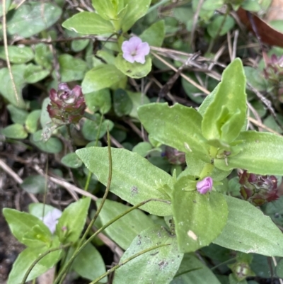 Gratiola peruviana (Australian Brooklime) at Cotter River, ACT - 8 Feb 2022 by JaneR