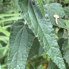 Gynatrix pulchella (Hemp Bush) at Cotter River, ACT - 8 Feb 2022 by JaneR