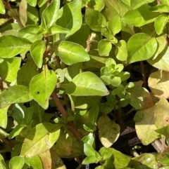 Ludwigia palustris (Marsh Purslane) at Cotter River, ACT - 7 Feb 2022 by JaneR