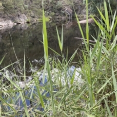 Phragmites australis (Common Reed) at Cotter River, ACT - 8 Feb 2022 by JaneR