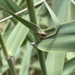 Phragmites australis at Cotter River, ACT - 8 Feb 2022