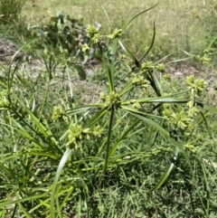 Cyperus eragrostis (Umbrella Sedge) at Hackett, ACT - 8 Feb 2022 by cmobbs