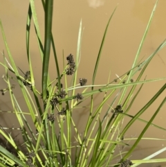 Cyperus difformis (Dirty Dora) at Hackett, ACT - 8 Feb 2022 by cmobbs