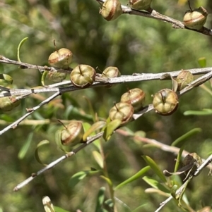 Leptospermum obovatum at Cotter River, ACT - 8 Feb 2022