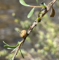 Leptospermum obovatum at Cotter River, ACT - 8 Feb 2022