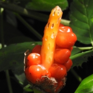 Arum italicum at Paddys River, ACT - 8 Feb 2022