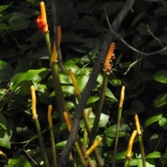 Arum italicum at Paddys River, ACT - 8 Feb 2022