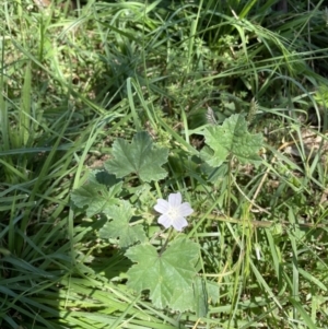 Malva neglecta at Hackett, ACT - 8 Feb 2022 02:49 PM