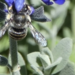 Pseudoanthidium (Immanthidium) repetitum (African carder bee, Megachild bee) at Queanbeyan, NSW - 6 Feb 2022 by Paul4K