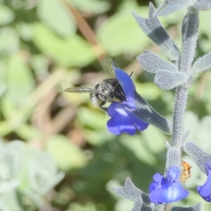 Pseudoanthidium (Immanthidium) repetitum at Queanbeyan, NSW - 6 Feb 2022