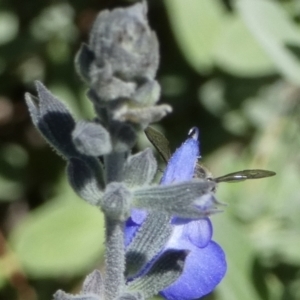 Pseudoanthidium (Immanthidium) repetitum at Queanbeyan, NSW - suppressed