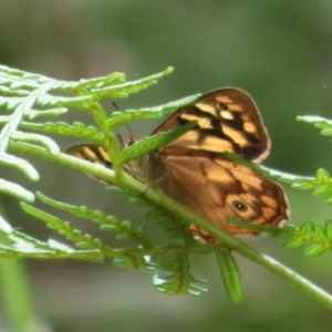 Heteronympha paradelpha at Cotter River, ACT - 1 Feb 2022 12:43 PM