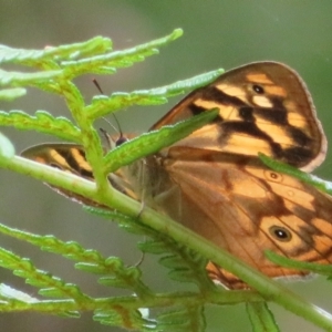 Heteronympha paradelpha at Cotter River, ACT - 1 Feb 2022