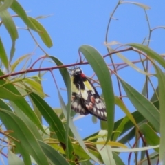 Delias aganippe (Spotted Jezebel) at Molonglo Valley, ACT - 6 Feb 2022 by Christine