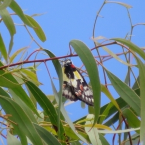 Delias aganippe at Molonglo Valley, ACT - 6 Feb 2022 02:03 PM