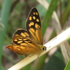 Heteronympha paradelpha (Spotted Brown) at Molonglo Valley, ACT - 6 Feb 2022 by Christine