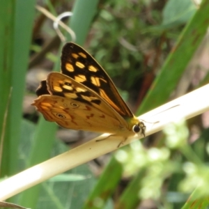 Heteronympha paradelpha at Molonglo Valley, ACT - 6 Feb 2022