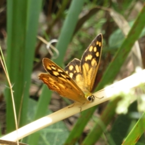 Heteronympha paradelpha at Molonglo Valley, ACT - 6 Feb 2022