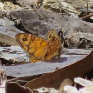 Geitoneura acantha at Molonglo Valley, ACT - 6 Feb 2022