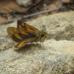 Ocybadistes walkeri (Green Grass-dart) at Molonglo Valley, ACT - 6 Feb 2022 by Christine