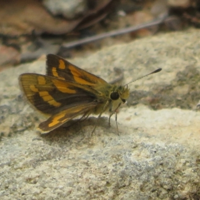 Ocybadistes walkeri (Green Grass-dart) at Molonglo Valley, ACT - 6 Feb 2022 by Christine