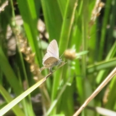 Theclinesthes serpentata at Molonglo Valley, ACT - 6 Feb 2022