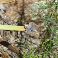 Theclinesthes serpentata at Molonglo Valley, ACT - 6 Feb 2022