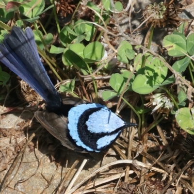 Malurus cyaneus (Superb Fairywren) at Molonglo Valley, ACT - 2 Feb 2022 by jb2602