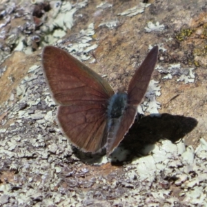 Erina hyacinthina at Molonglo Valley, ACT - 6 Feb 2022 02:13 PM