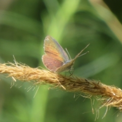 Erina hyacinthina at Molonglo Valley, ACT - 6 Feb 2022