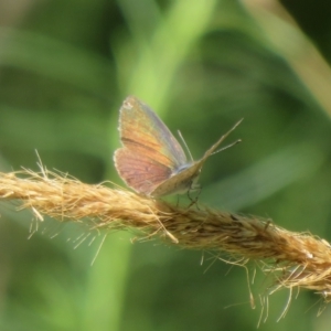 Erina hyacinthina at Molonglo Valley, ACT - 6 Feb 2022 02:13 PM