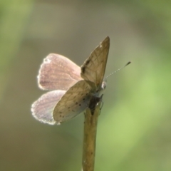 Erina hyacinthina at Molonglo Valley, ACT - 6 Feb 2022