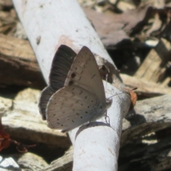 Erina hyacinthina at Molonglo Valley, ACT - 6 Feb 2022