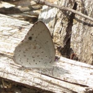 Erina hyacinthina at Molonglo Valley, ACT - 6 Feb 2022