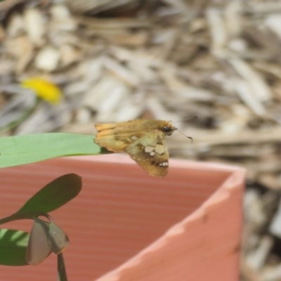 Netrocoryne repanda (Bronze Flat) at Molonglo Valley, ACT - 6 Feb 2022 by Christine