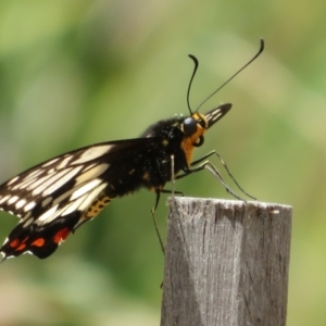 Papilio anactus at Molonglo Valley, ACT - 6 Feb 2022