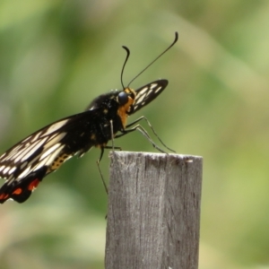 Papilio anactus at Molonglo Valley, ACT - 6 Feb 2022