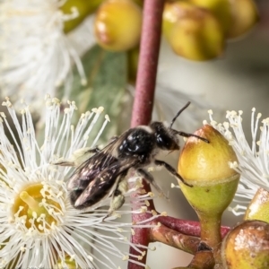 Leioproctus sp. (genus) at Red Hill, ACT - 8 Feb 2022